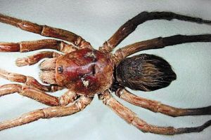 約翰·列儂狼蛛 約翰·列儂狼蛛