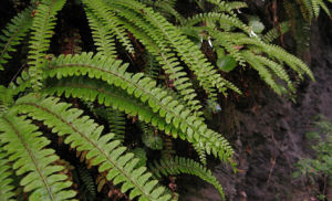 鞭葉耳蕨 鞭葉耳蕨