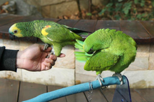 黃頸亞馬孫鸚哥