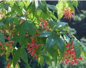 毛脈槭(原變種) 毛脈槭(原變種)