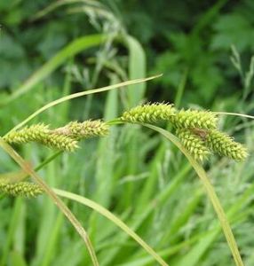 相仿薹草 相仿薹草