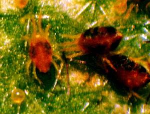 截形葉蟎 截形葉蟎