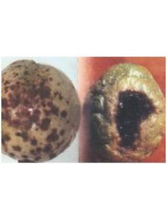 藥用植物西番蓮黑斑病 藥用植物西番蓮黑斑病