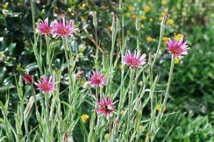 婆羅門花 婆羅門花