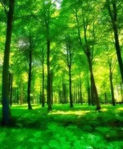森林輻射平衡