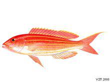 金線魚（Nemipterus virgatus）