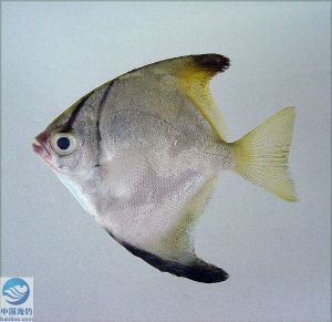 銀大眼鯧 銀大眼鯧