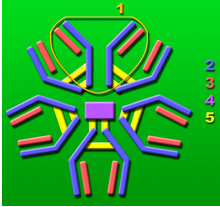 IgM結構。藍色為重鏈，黃色為輕鏈。