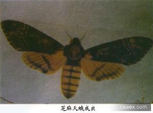 芝麻天蛾 芝麻天蛾