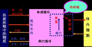 內環境的穩態
