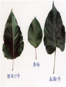 森海1號 森海1號