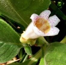 多葶唇柱苣苔 多葶唇柱苣苔