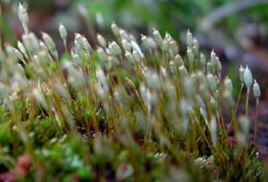 岩生黑蘚 岩生黑蘚