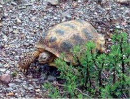 墨西哥地鼠陸龜 墨西哥地鼠陸龜