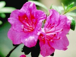 紫鳳照珠 紫鳳照珠