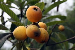 三元枇杷 三元枇杷