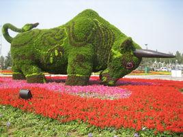 青州花卉 青州花卉