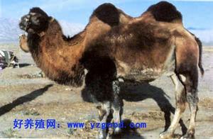 新疆雙峰駝 新疆雙峰駝
