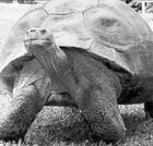 烏龜哈麗雅特 烏龜哈麗雅特