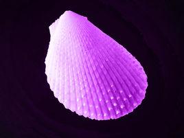 紫貝殼[天然紫貝殼]