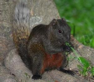 赤腹松鼠黑背亞種 赤腹松鼠黑背亞種