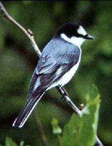 （圖）灰山椒鳥