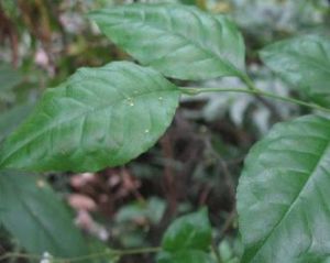 假楠葉冬青 假楠葉冬青