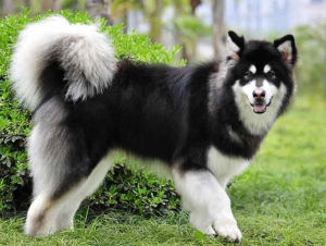 阿拉斯加馬拉繆特狗 阿拉斯加馬拉繆特狗