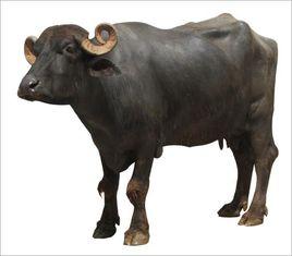 摩拉水牛 摩拉水牛