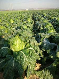 滕州大白菜 滕州大白菜