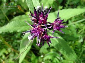 大耳葉風毛菊 大耳葉風毛菊