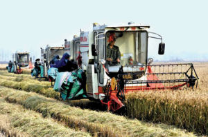 荊頭山農場 荊頭山農場
