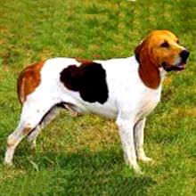 阿圖瓦犬 阿圖瓦犬