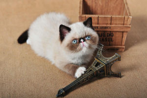 重點色異國短毛貓 重點色異國短毛貓