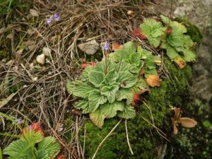 毛花吊石苣苔(變種) 毛花吊石苣苔(變種)