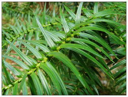 軟葉杉木 軟葉杉木