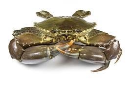 秉氏泥蟹 秉氏泥蟹