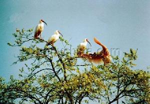 龍崗自然保護區