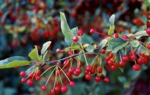 紅枝胡頹子(亞種) 紅枝胡頹子(亞種)