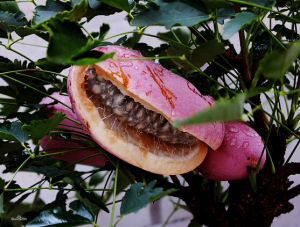 短蕊八月瓜 短蕊八月瓜