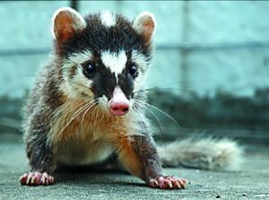 鼬獾 鼬獾