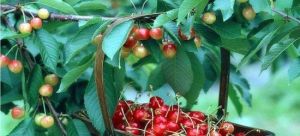 頓丘農莊 頓丘農莊