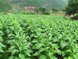 郭大寨鄉 郭大寨鄉