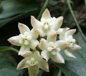 狹葉荷秋藤（變型）