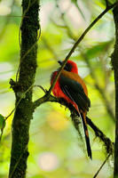 灰胸咬鵑（雄）