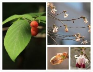 早花忍冬 早花忍冬