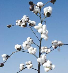 中棉所13 中棉所13