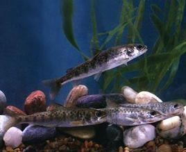 秦嶺細鱗鮭[動物]