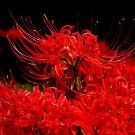 曼珠沙華花語 曼珠沙華花語