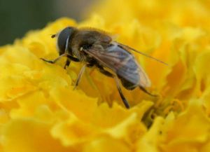 中華突眼木蜂 中華突眼木蜂